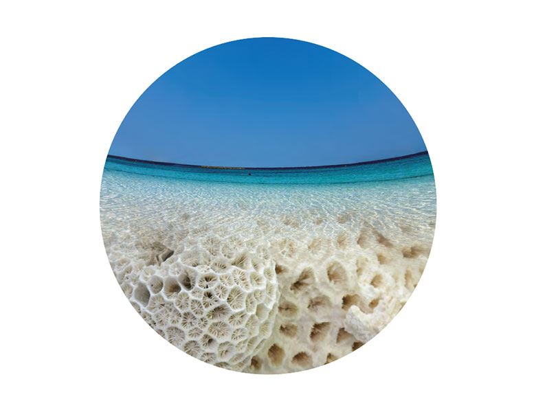 天然化石サンゴ　肥料シリーズ | TAKAMIYA（タカミヤ）